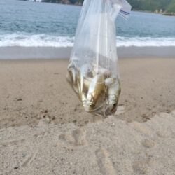 キス釣り