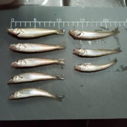 シロギス　延竿釣り