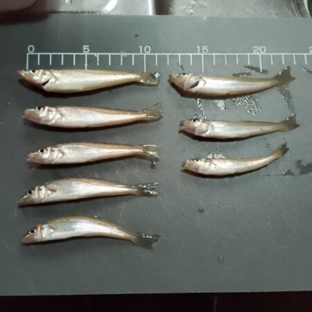 シロギス　延竿釣り