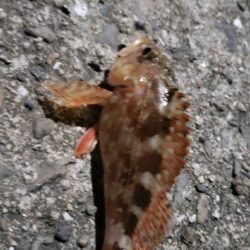 アジングからのキス釣り