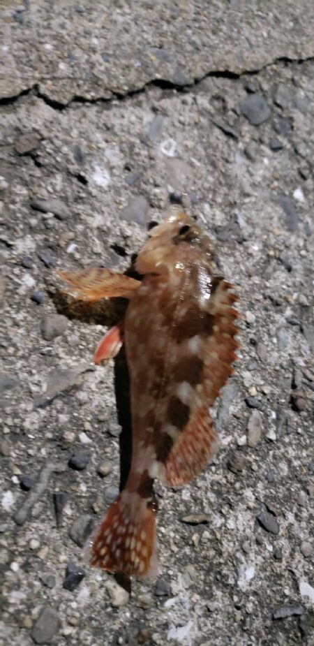 アジングからのキス釣り