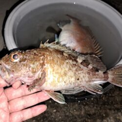姫路ての初釣行