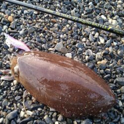 久しぶりのサーフエギング