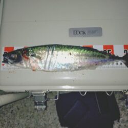 大サバ狙い🎣