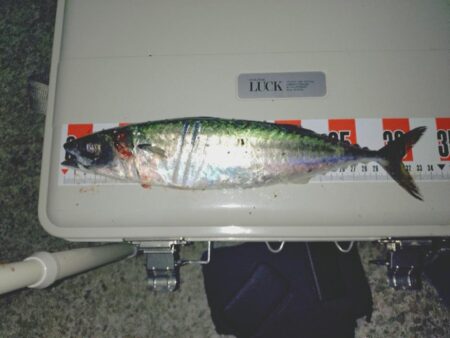 大サバ狙い🎣