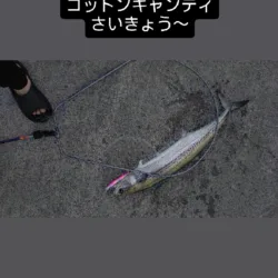 ショアからのサワラ