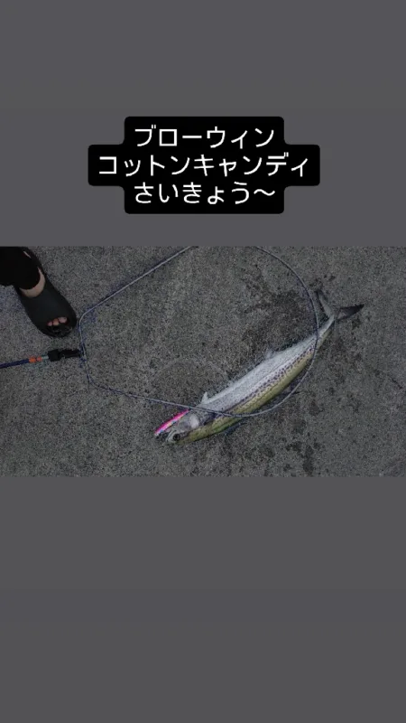ショアからのサワラ