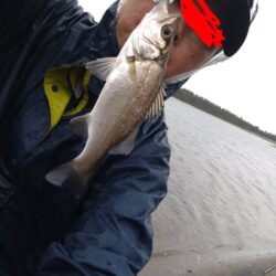 ソゲとヒラセイゴが釣れました!