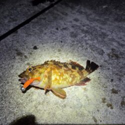 仕事終わりの釣行