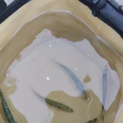 サビキ