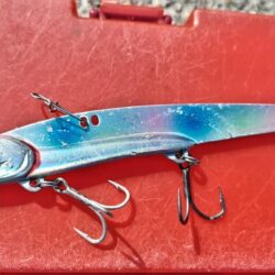青物は留守でしたがゲストが登場！