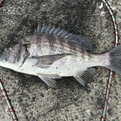 イチノ兄弟、釣果!