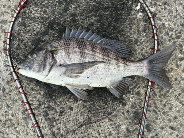 イチノ兄弟、釣果!