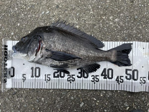 イチノ兄弟、釣果！