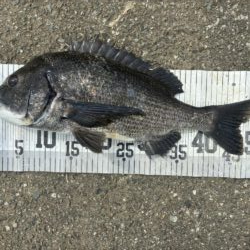 イチノ兄弟、釣果!
