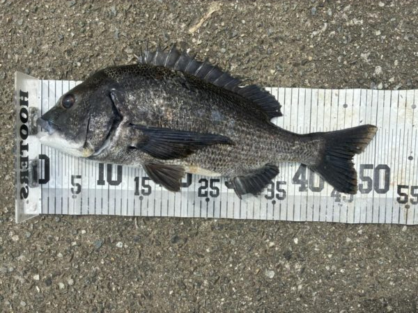 イチノ兄弟、釣果!