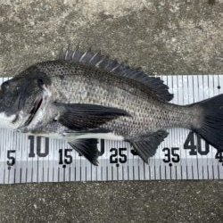 イチノ兄弟、釣果！