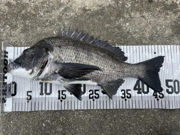 イチノ兄弟、釣果！