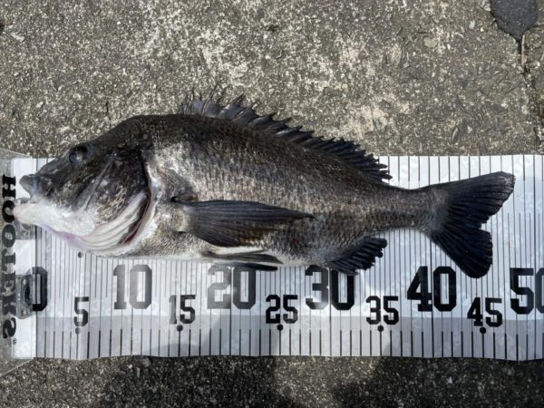 イチノ兄弟、釣果！