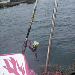 和歌山市江（吉丸渡船）でグレ釣り