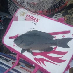 和歌山県紀伊有田（松村渡船）で磯釣り
