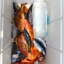 磯釣行