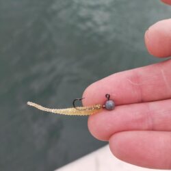 デイアジングにてヒラメ