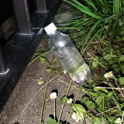 大雨数日後のウナギ釣り