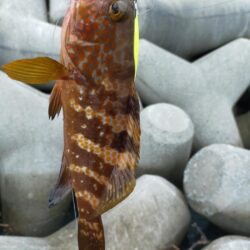 久々のキジハタ