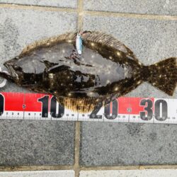 今年初青物はソウダガツオ
