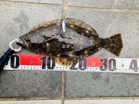 今年初青物はソウダガツオ