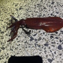 一部の沖波止