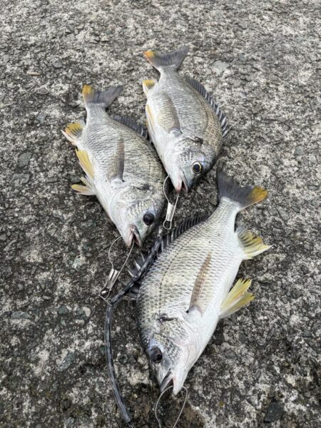 まだまだぶっ込み釣れますよ