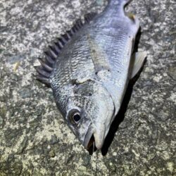 夕涼みがてらにうなぎ釣り
