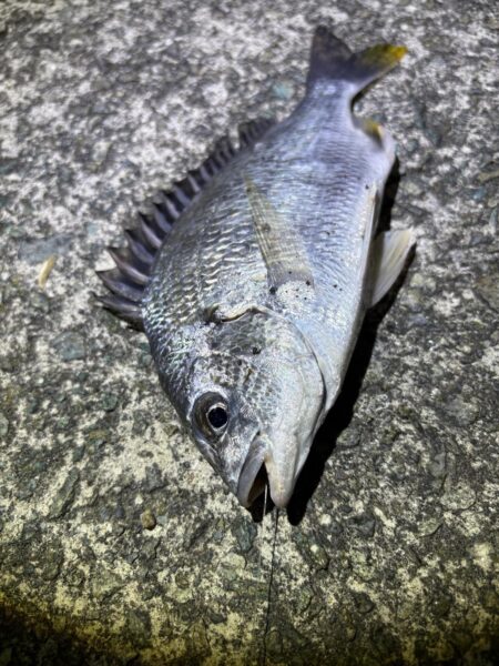 夕涼みがてらにうなぎ釣り
