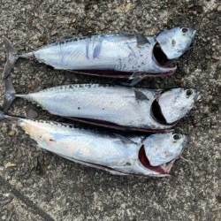 初夏の風物詩 開幕