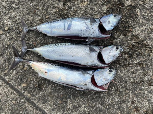 初夏の風物詩 開幕