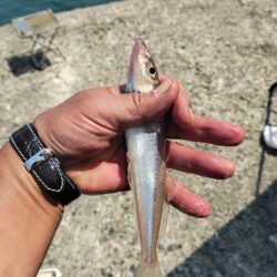 播磨新島釣行Ⅱ