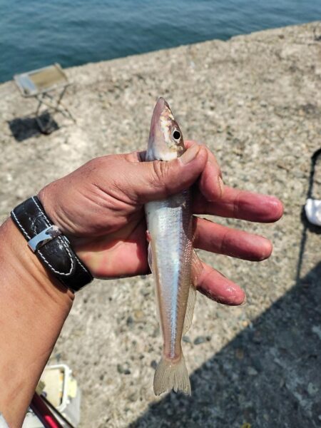 播磨新島釣行Ⅱ