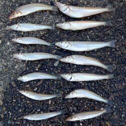今シーズン4回目のキス釣り