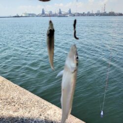 播磨新島釣行3
