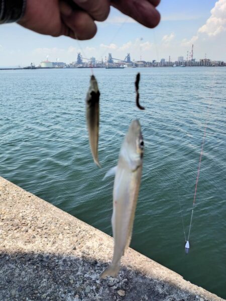 播磨新島釣行3