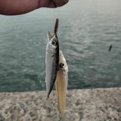 14時から播磨釣査