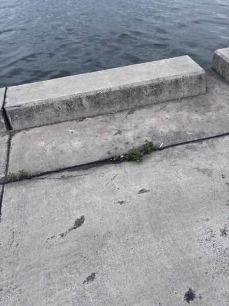 居たのね。いつから