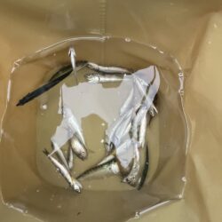 豆アジまだまだ安定しない