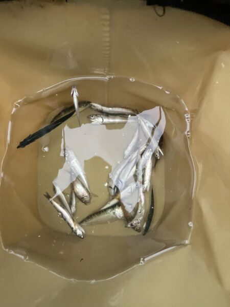 豆アジまだまだ安定しない