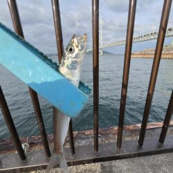 豆アジサビキまだいい日
