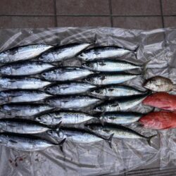 印南沖でイサキ爆釣