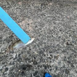 小サバ多め
