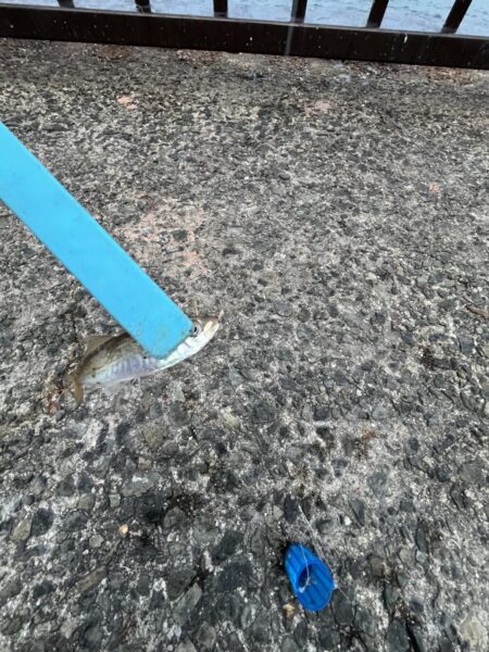 小サバ多め